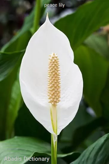 peace lily